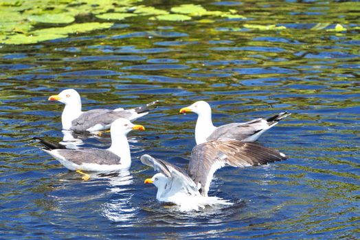 Group ofeuropean herring gull on heligoland - island Dune - cleaning feather in sweet water pond - Larus argentatus