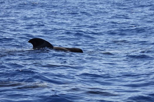 pilot whale iat canary-islands - Tenerife