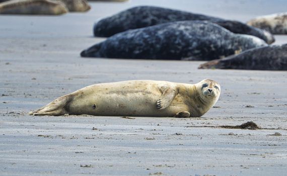 Grey seal on South beach ofHeligoland - island Dune - germany