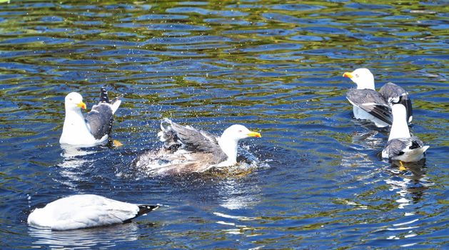 Group ofeuropean herring gull on heligoland - island Dune - cleaning feather in sweet water pond - Larus argentatus