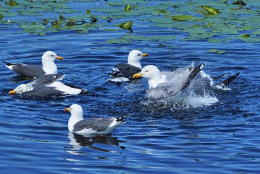 Group ofeuropean herring gull on heligoland - island Dune - cleaning feather in sweet water pond - Larus argentatus