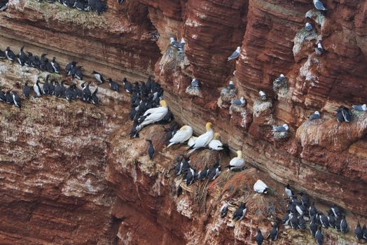 common murre colony - common guillemot on the red Rock in the northsea - Heligoland - Germany -Uria aalge