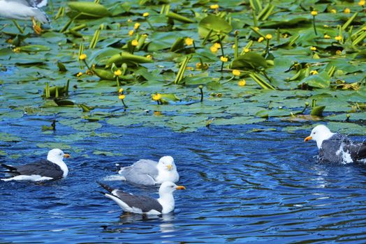 Group ofeuropean herring gull on heligoland - island Dune - cleaning feather in sweet water pond - Larus argentatus