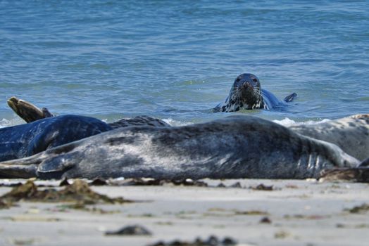 Wijd Grey seal on the north beach of Heligoland - island Dune i- Northsea - Germany