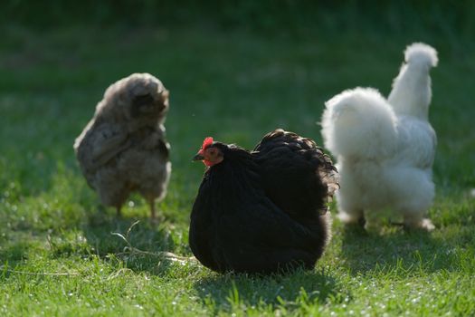 Three pet bantam chickens, with a small black pekin bantam the main subject. Back lit by warm sunlight on a short green garden lawn.