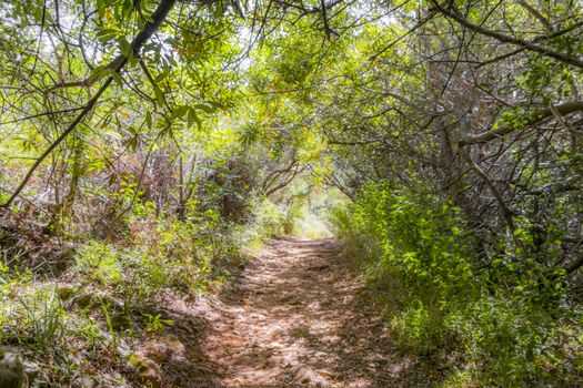 Nature and forest in Africa. Hiking trail in the Tablemoutain National Park, Cape Town, South Africa.