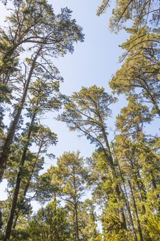 Treetops and tree trunks seen from below. Table Mountain National Parks in Cape Town, South Africa.