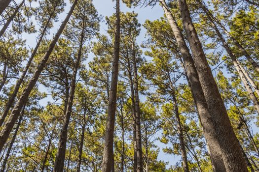 Treetops and tree trunks seen from below. Table Mountain National Parks in Cape Town, South Africa.