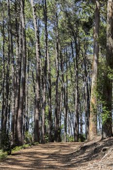 Big trees at the hiking trail in the Tablemoutain National Park, Cape Town, South Africa.