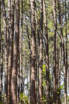 Trunks of spruce, pine, fir and coniferous trees from Table Mountain National Park in Cape Town, South Africa.