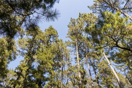 Treetops and tree trunks seen from below. Table Mountain National Parks in Cape Town, South Africa.