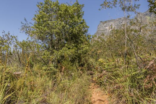 Hiking trail and mountain view in the Tablemoutain National Park, Cape Town, South Africa.