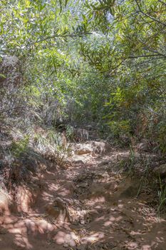 Nature and forest in Africa. Hiking trail in the Tablemoutain National Park, Cape Town, South Africa.