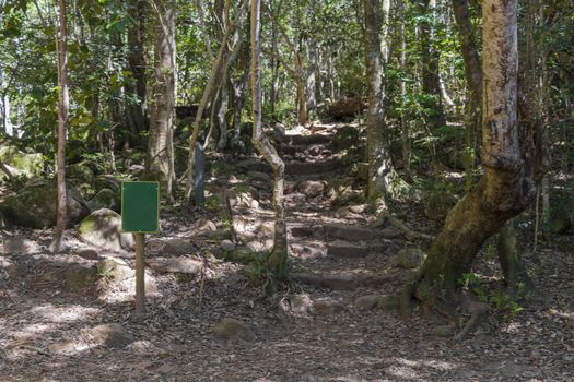 Shady forest path and hiking trail in Table Mountain National Park in Cape Town, South Africa.