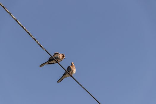 Pigeons, birds, sit on power line in Cape Town, South Africa.