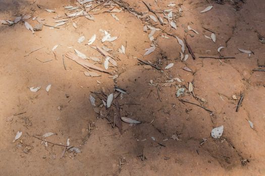 Texture of ferruginous red Ferralsol or laterite soil in Table Mountain National Park in Cape Town, South Africa.