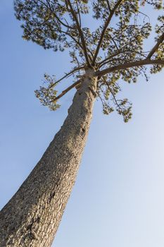 Big old african pine. Treetop and stem. Pines, firs, evergreen trees. Cape Town, South Africa.