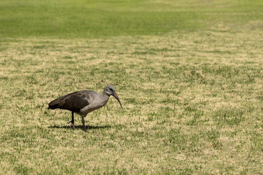 Hadada ibis, beautiful wild birds in South Africa