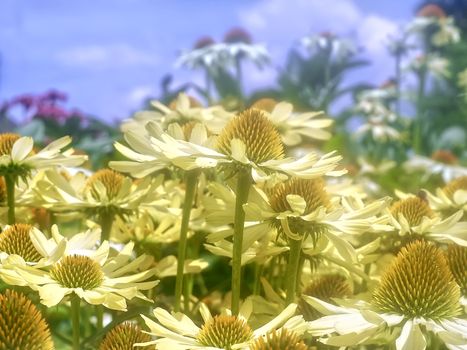 Beautiful Yellow echinacea or summer hat flowers