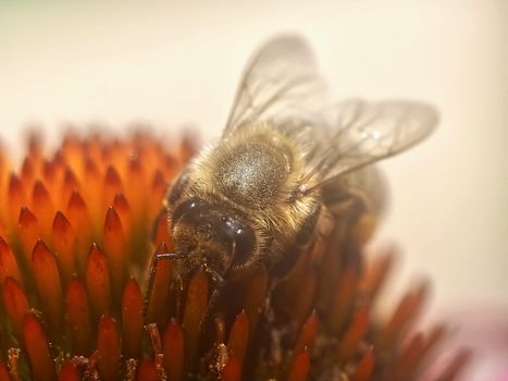 Macro of a honey bee on a echinacea flower