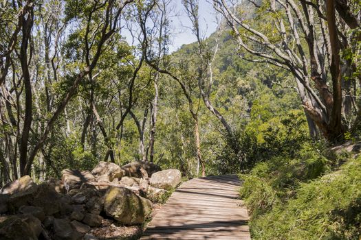 Hiking trail in the Tablemoutain National Park, Cape Town, South Africa.