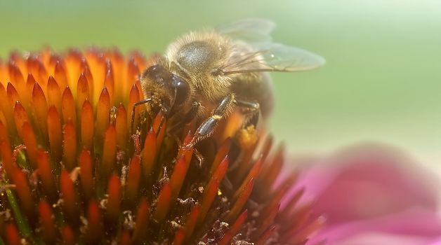 Macro of a honey bee on a echinacea flower