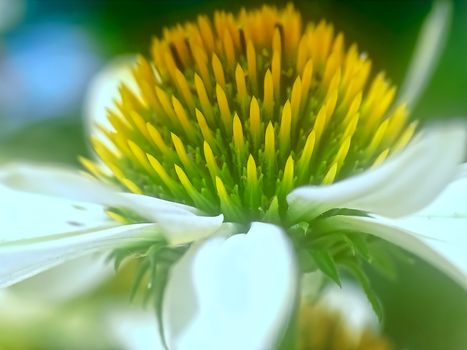 Beautiful white echinacea or summer hat flower