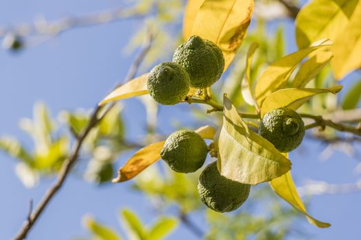 Lime tree or lemon tree in the gardens of Cape Town, South Africa.