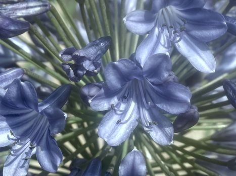 Macro of a blue agapanthus flower
