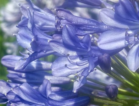 Macro of a blue agapanthus flower