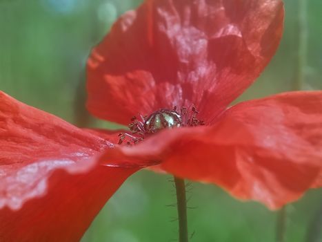 Beautiful macro of a red poppy flower