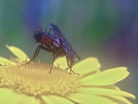 Macro of a fly on a yellow flower