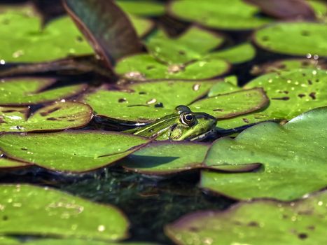 Cute small green water frog in a lotus pond