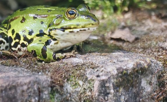 Cute small green water frog sits on a stone
