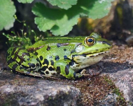 Cute small green water frog sits on a stone