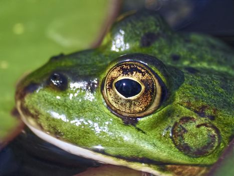 Macro of the yellow eyes of a Cute small green water frog
