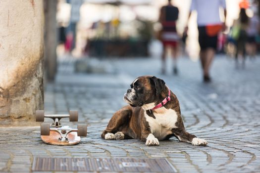 Beautiful german boxer dog wearing red collar, lying outdoors on the street guarding his owner's skateboard.