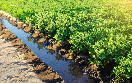 Watering plantation landscape of potato bushes. Growing food on the farm. Growing care and harvesting. Agroindustry and agribusiness. European organic farming. Agronomy. Beautiful countryside farmland