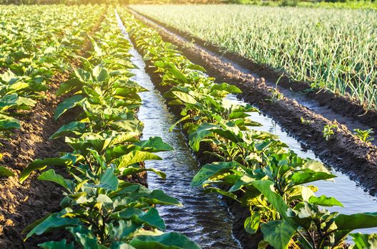 Water flows through irrigation canals on a farm eggplant plantation. Caring for plants, growing food. Agriculture and agribusiness. Conservation of water resources and reduction pollution.