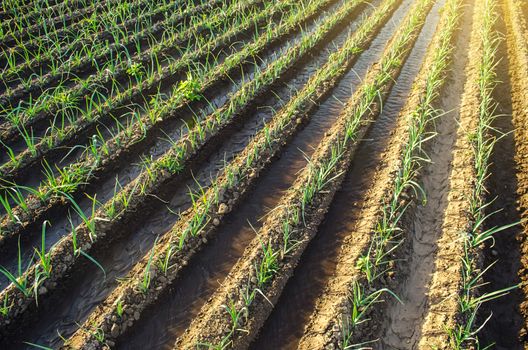 Green leek onion plantation. Agroindustry and agribusiness. Conservation of water resources and reduction pollution. Beautiful farmland. Caring for plants, growing food. Agriculture and agribusiness.