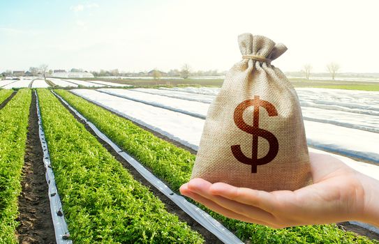 A hand holds out a dollar money bag on a background of potato plantation farm fields. Lending farmers for purchase land and seed material, modernization. Support and subsidies. Farm loans