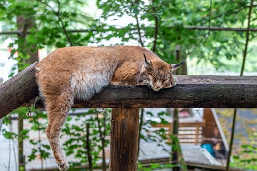 Sleeping lynx in the green forest with tree trunk. Wildlife from nature. Animal behavior in habitats. Wild cat from Germany.