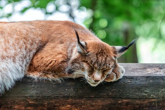 Portrait of sleeping lynx in green forest with tree trunk. Wildlife from nature. Animal behavior in habitats. Wild cat from Germany.



