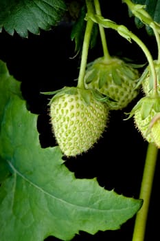Unripe green garden strawberry hangs and grows from the Fragaria × ananassa plant.