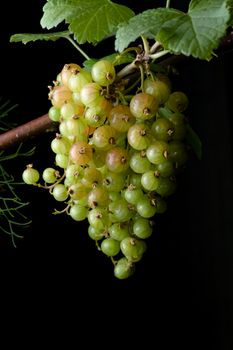 Close up. A Large bunch of red currants at varying stages of ripening. Most are unripe. Hint of the herb fennel from the left.