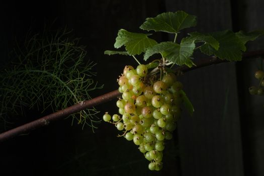 Large heavy bunch of red currants and leaves hang from a red branch, with some fennel and a garden fence in the background.