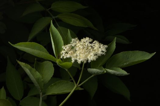 Gentle light isolates the many clean white and cream elderberry flowers that make up this elderberry plant. Elderberry flowers.