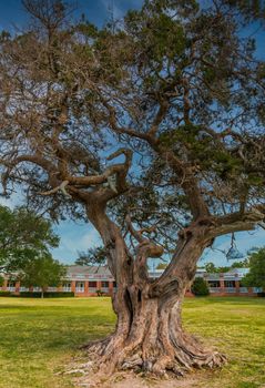 A massive live oak tree in southern Georgia