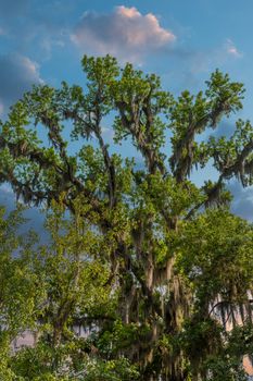 Spanish Moss growing on old oak trees in the southern United States