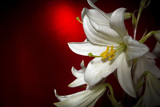 White lily flower on a red background